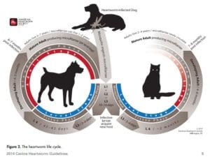 Image - Life Cycle for Heartworm