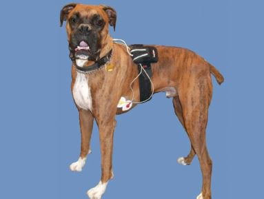 Boxer dog showing appropriate Holter monitor placement.