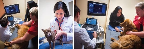Ultrasound For Dogs