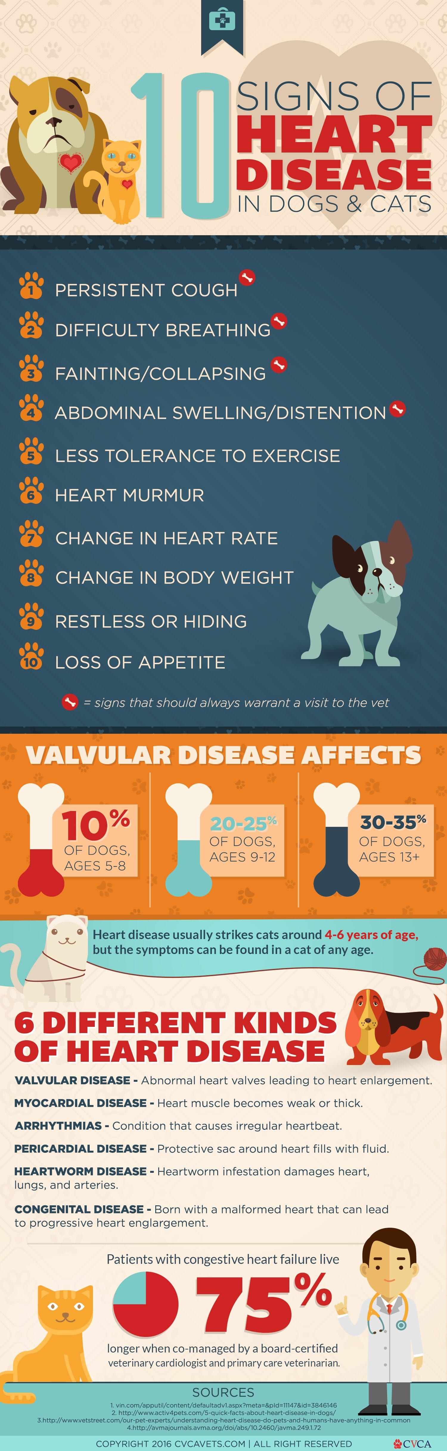 what are the symptoms of heart failure in a chihuahua?