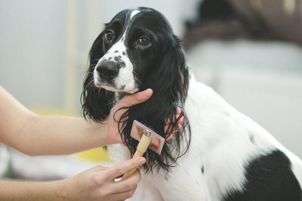 brushing a dogs ears