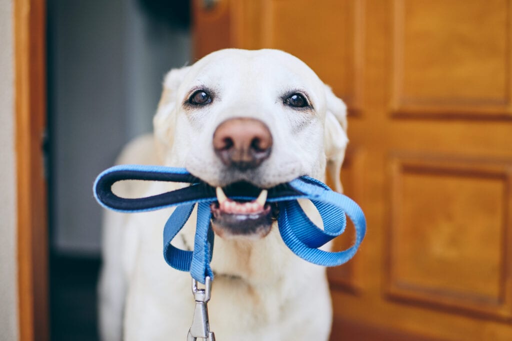 dog holding leash