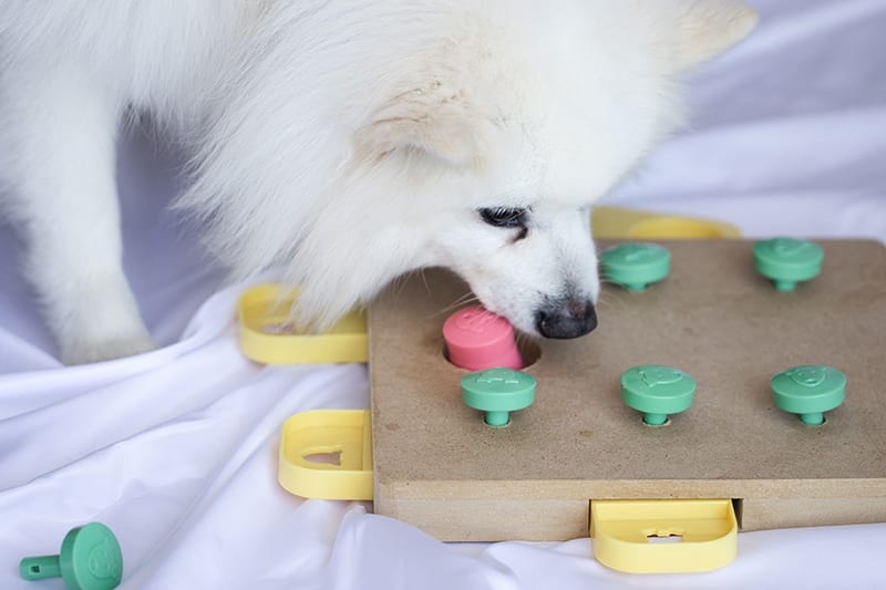 dog playing with puzzle