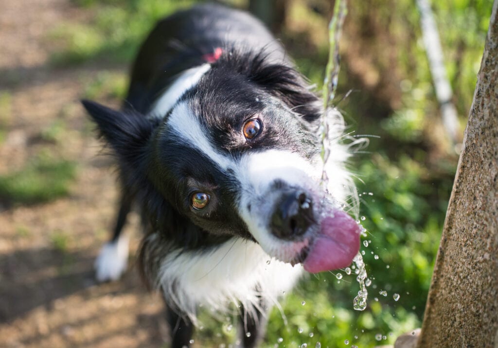 dog drinking from fountain