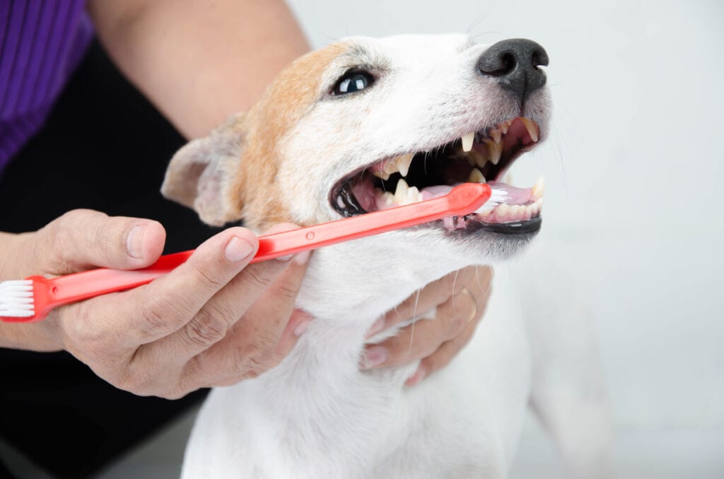 dog getting teeth brushed