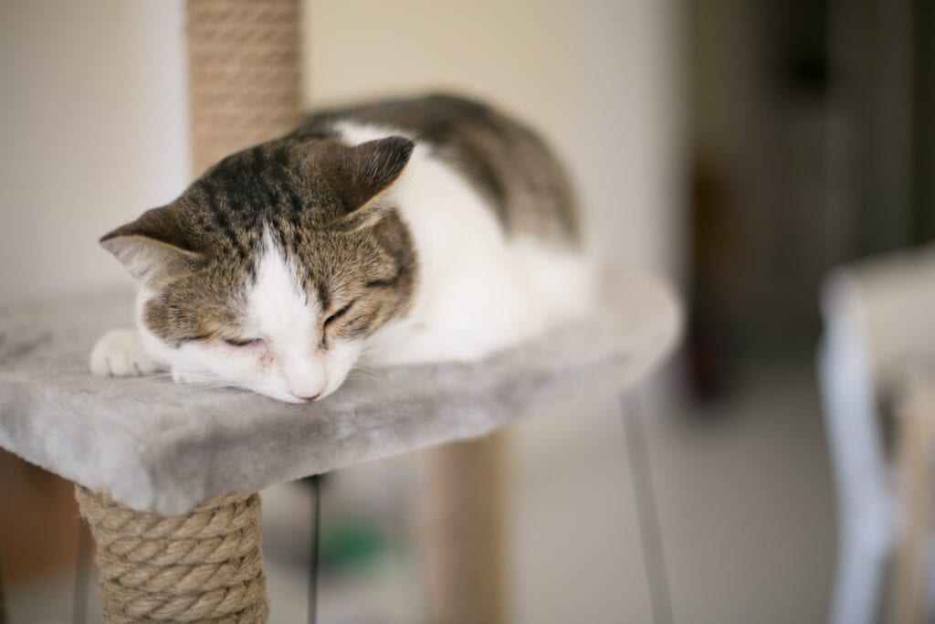 cat on tower shelf