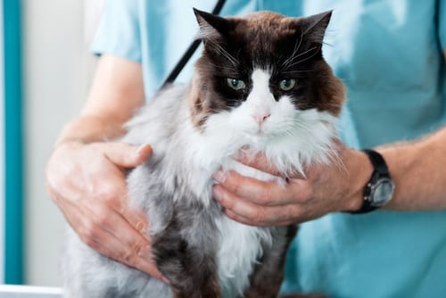 cat at vet