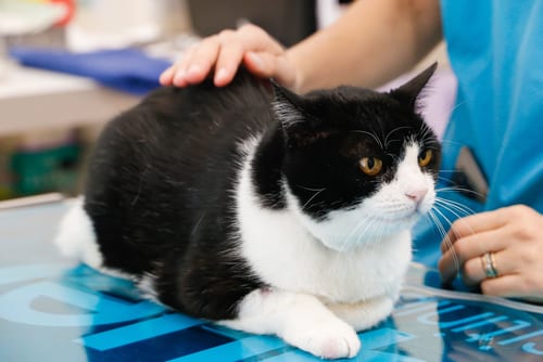 black and white cat at vet