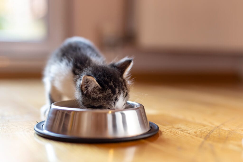 kitten eating from metal bowl