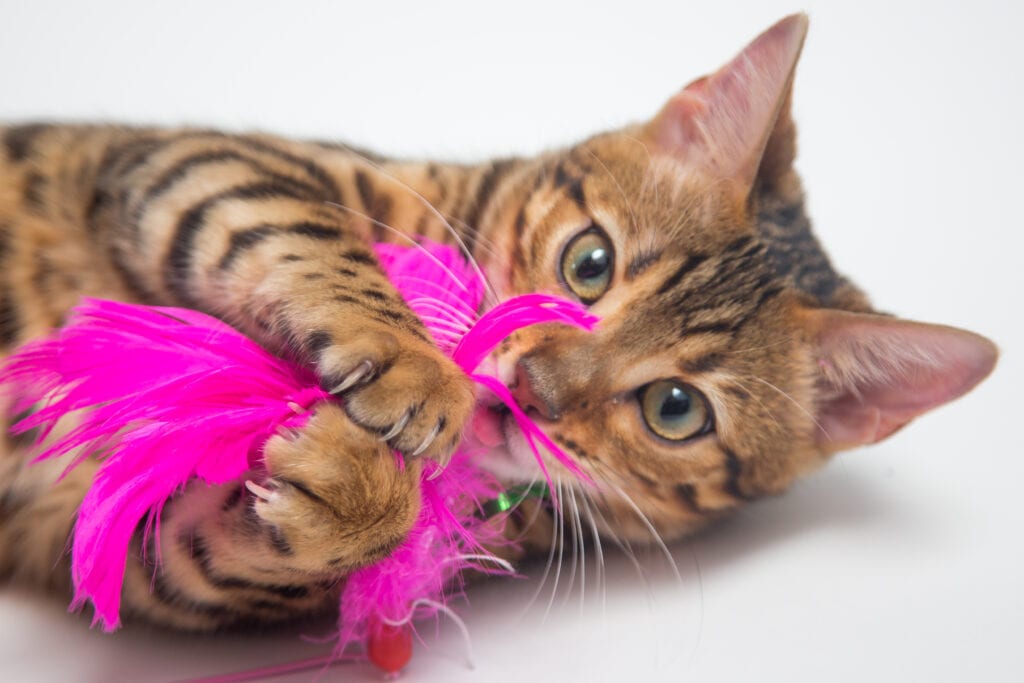 cat playing with feathers