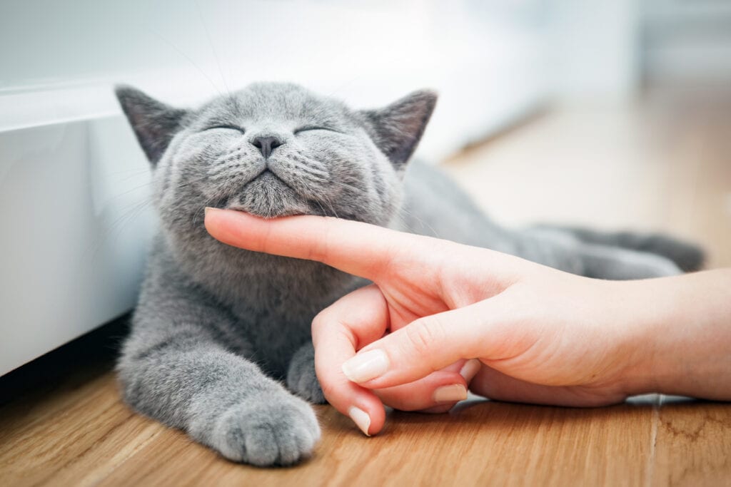 gray cat getting chin rub