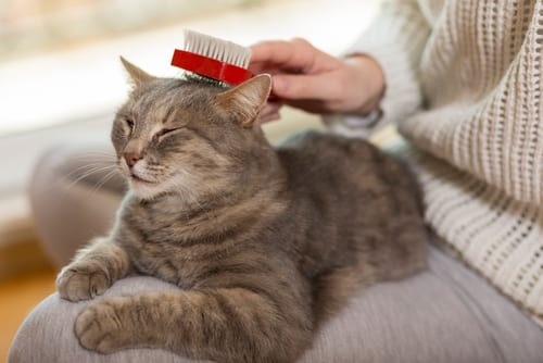 cat being brushed