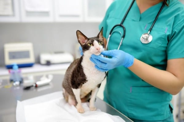 cat getting a checkup