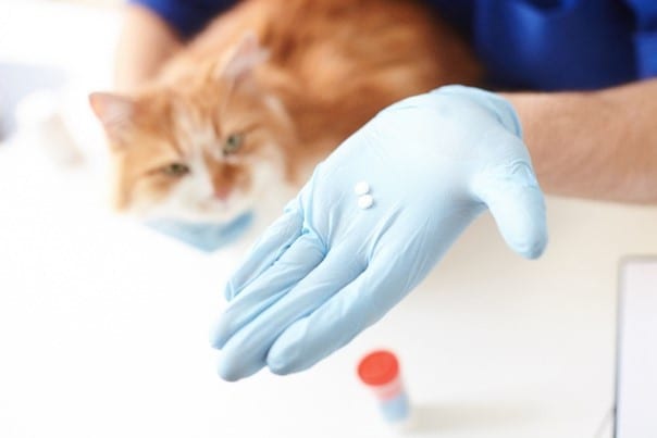 cat looking at pills in a vet's hand