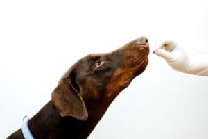 vet giving a dog a pill