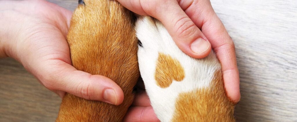 hands holding dogs paw with heart on it