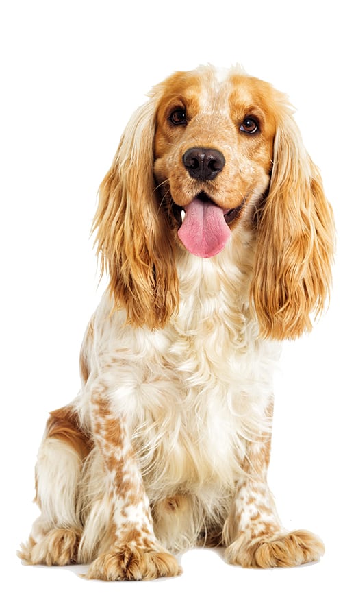 English cocker spaniel dog 