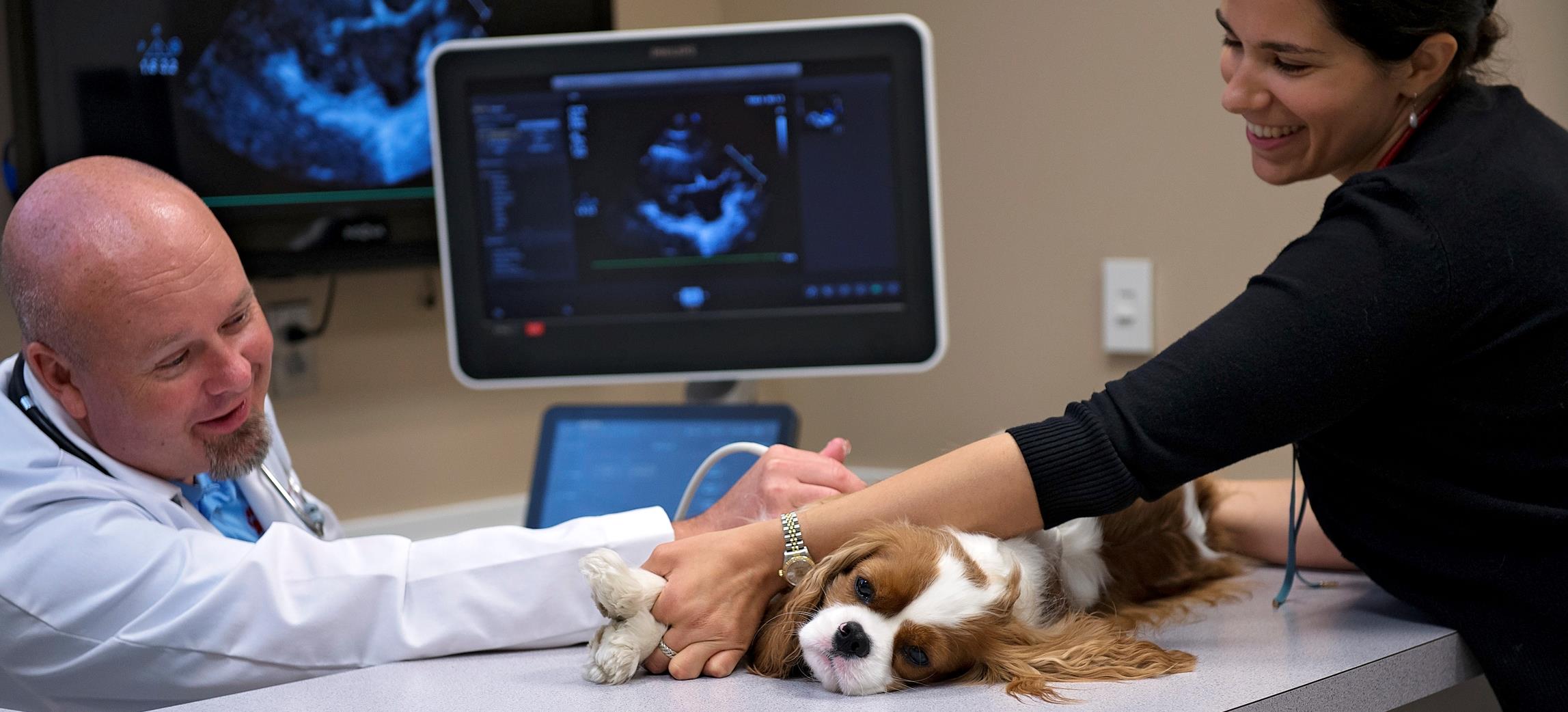 CVCA team member holds dogs feet still while vet cardiologist diplomate conducts echocardiogram