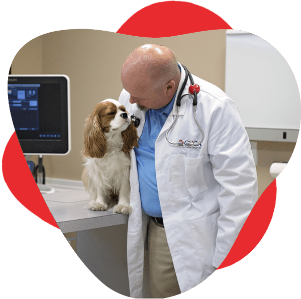 Male vet cardiologist hugs dog standing on counter and looks down at it's face
