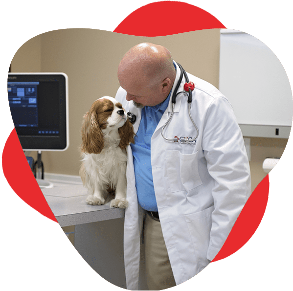 Cancer Veterinary Near Me