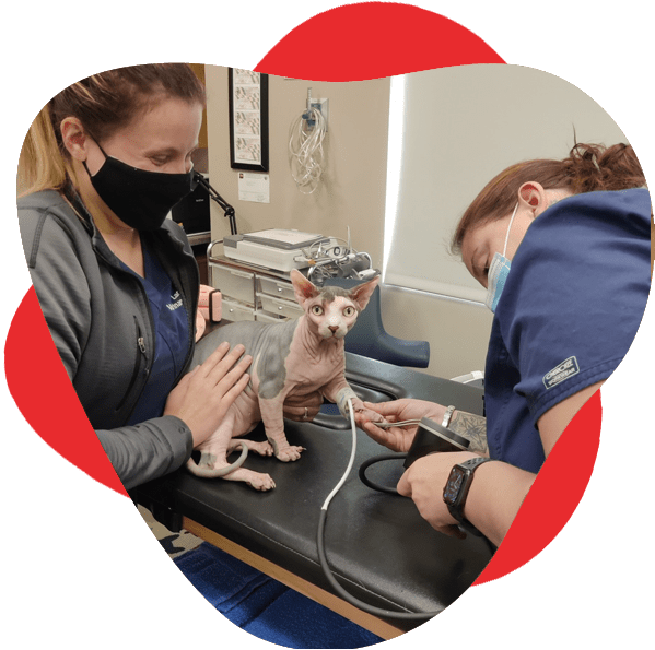 Two CVCA members care for sphinx cat in veterinarian office