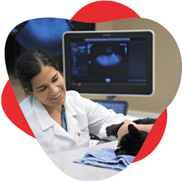CVCA vet cardiologist performs echocardiogram on black cat