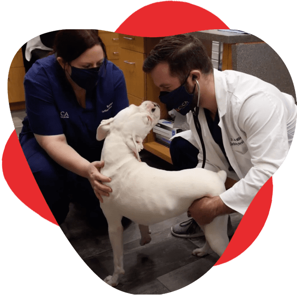 CVCA team member pets dog while cardiologist diplomate uses stethoscope. Dog is turned to sniff cardiologist's face.
