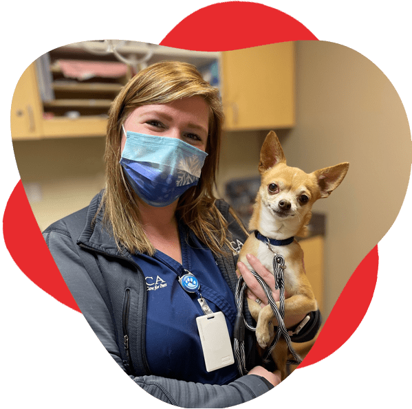 Female CVCA team member wears a mask and holds chihuahua, both looking at camera 