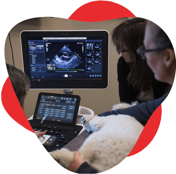 CVCA team works together to hold dog still while vet cardiologist performs echocardiogram