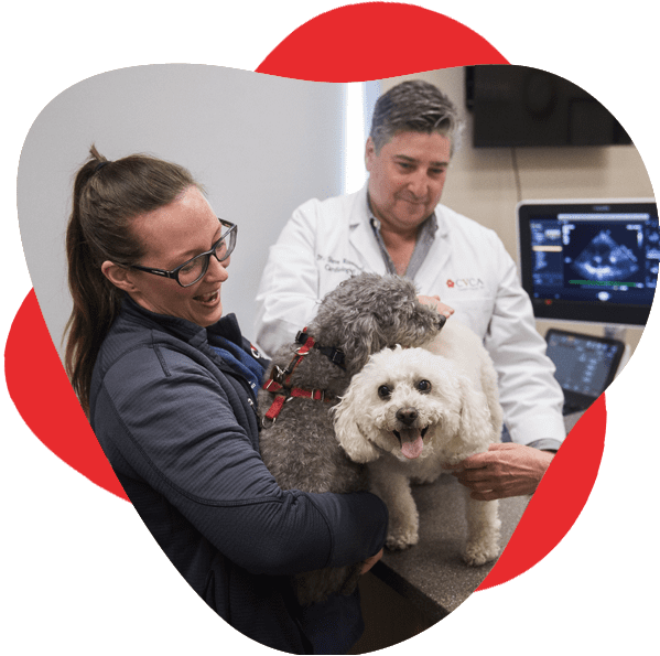 CVCA team members pet and smile at two dogs on counter in veterinarian office