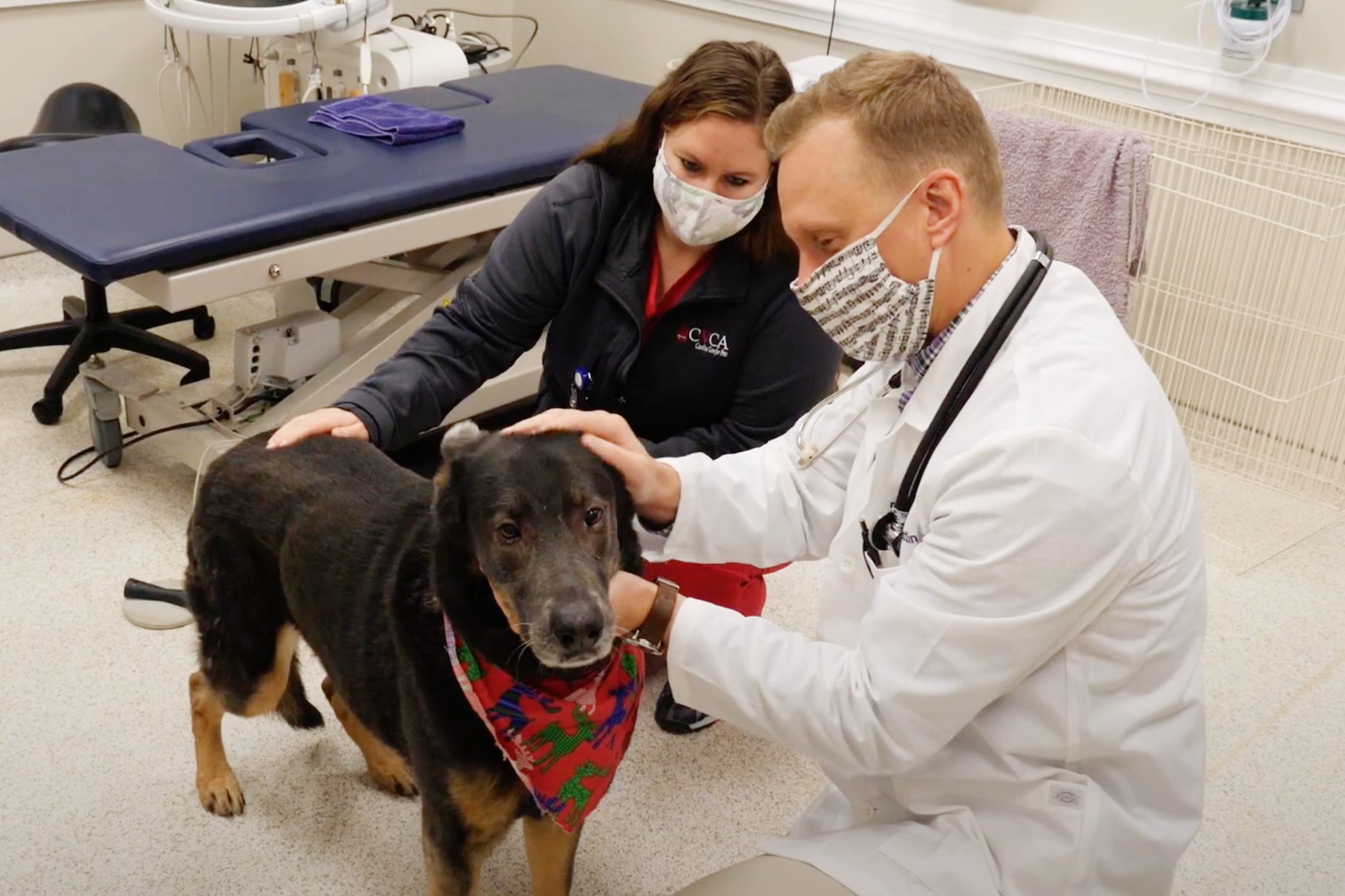 CVCA team member and vet cardiologist pet and examine dog
