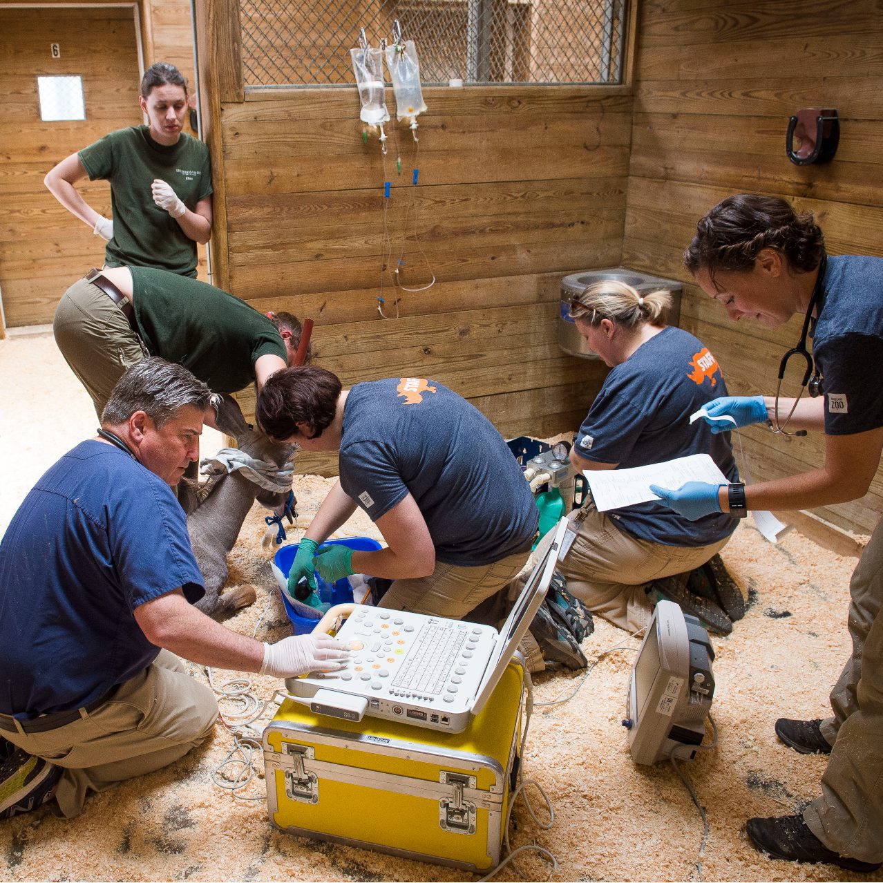 Group of CVCA team members run an echocardiogram on zoo animal